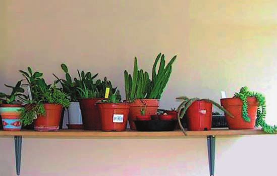 Кактусы - _7.jpg