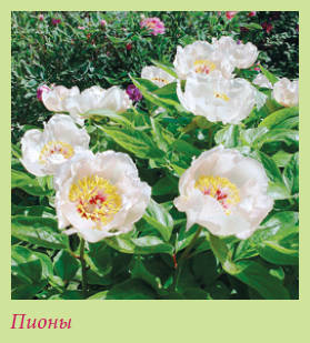 Китайский и японский сад - i_029.jpg