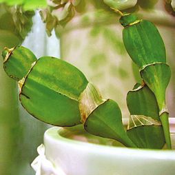 Орхидеи - i_010.jpg