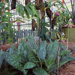 Орхидеи - i_011.jpg