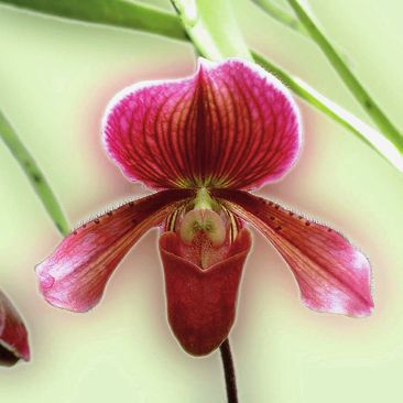 Орхидеи - i_013.jpg