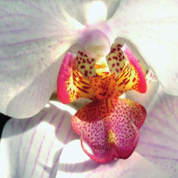 Орхидеи - i_014.jpg