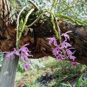 Орхидеи - i_018.jpg