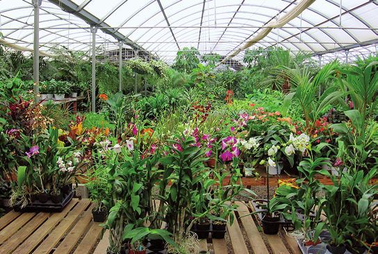 Орхидеи - i_019.jpg