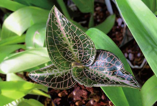 Орхидеи - i_028.jpg