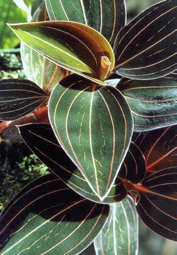 Орхидеи - i_029.jpg