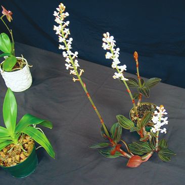 Орхидеи - i_030.jpg