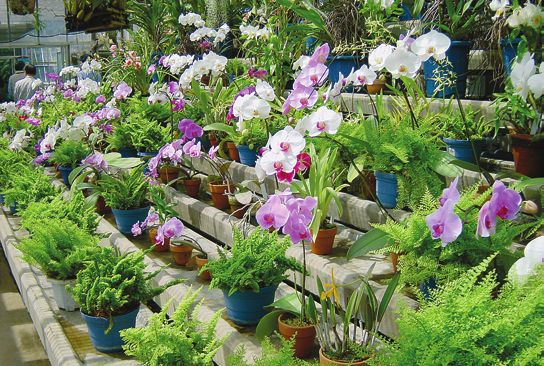 Орхидеи - i_031.jpg