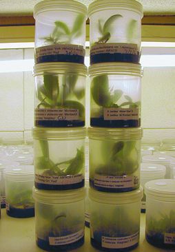 Орхидеи - i_033.jpg