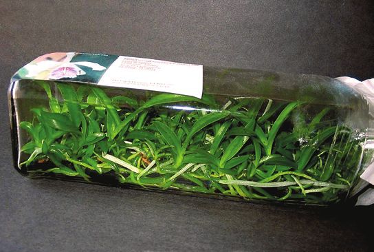 Орхидеи - i_034.jpg