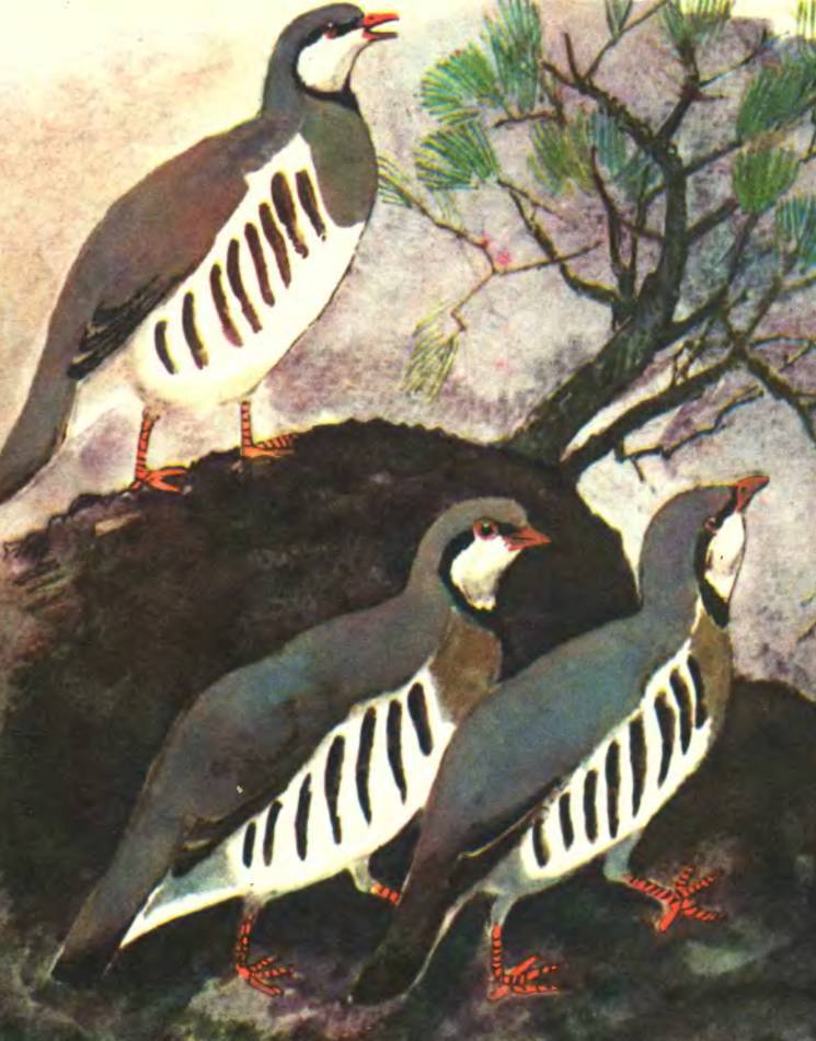 В заповеднике - _7.jpg