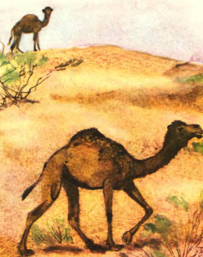 В заповеднике - _3.jpg