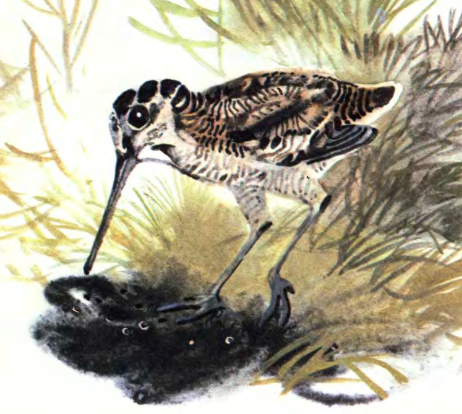 Про птиц - _18.jpg