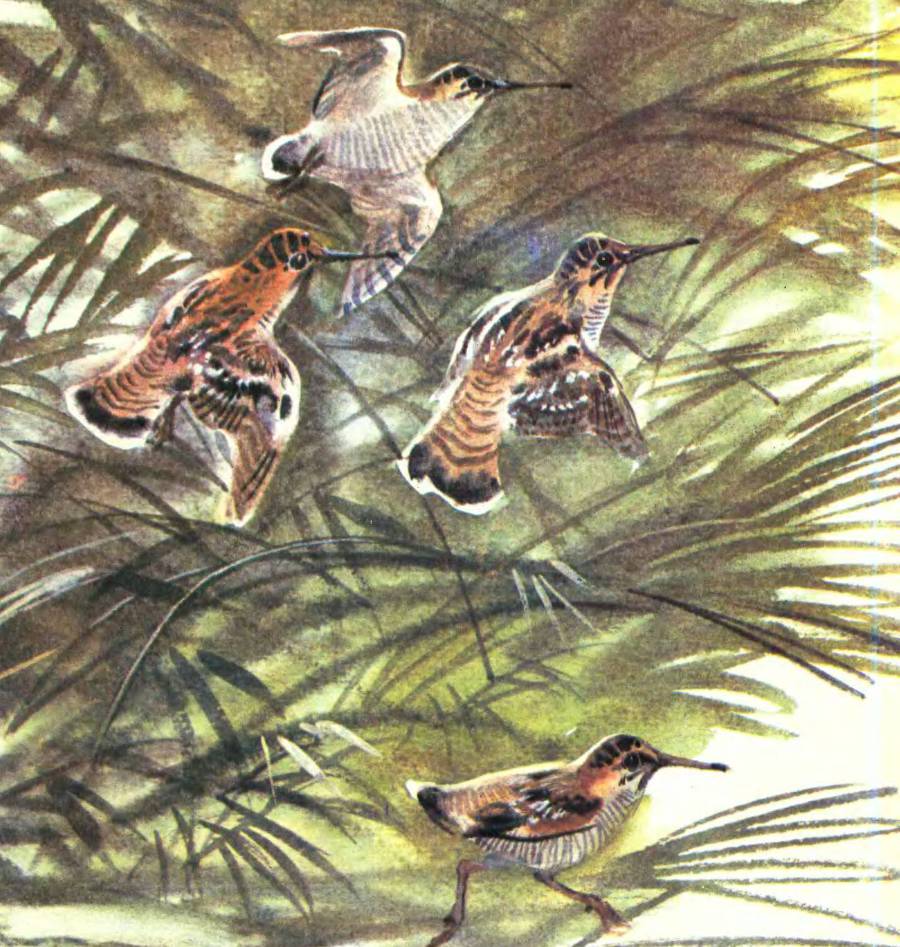 Про птиц - _20.jpg