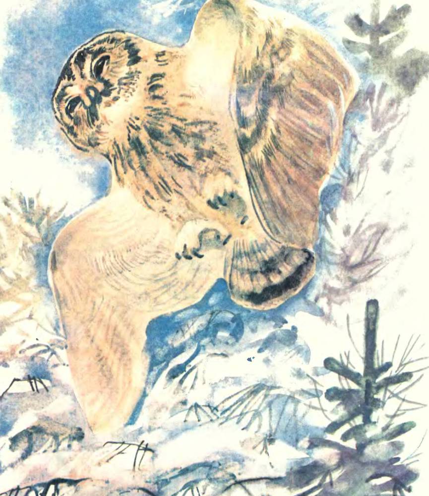 Про птиц - _34.jpg