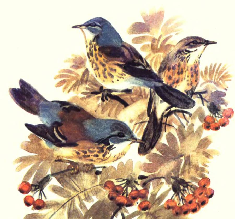 Про птиц - _36.jpg