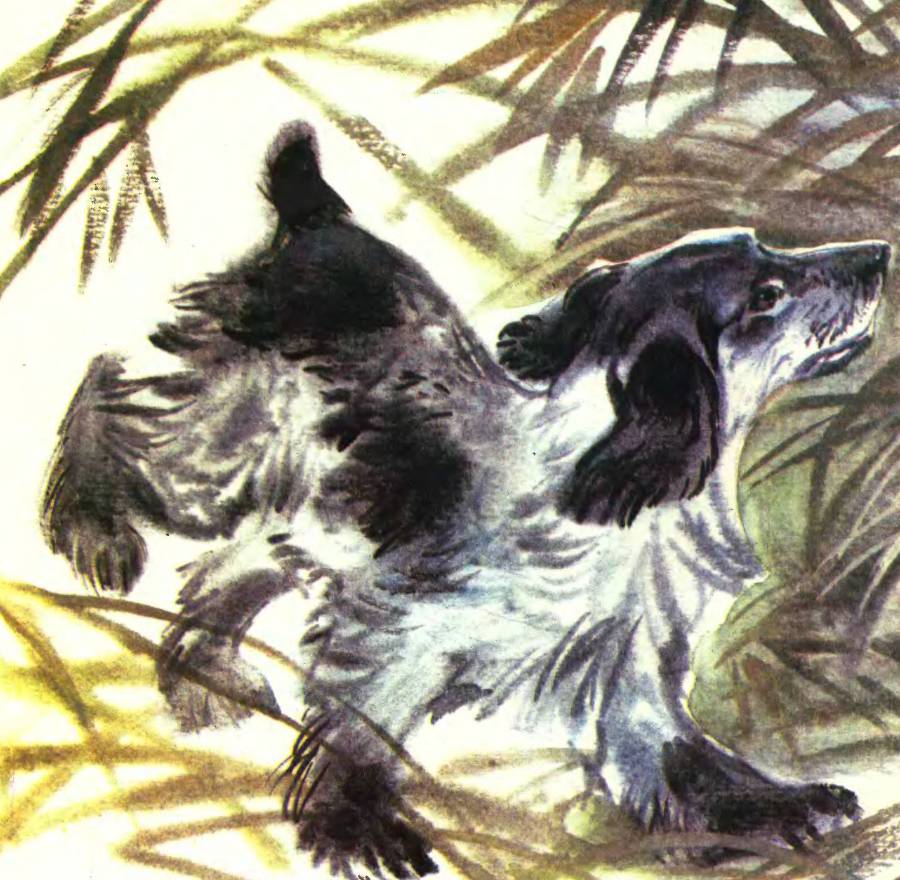 Про птиц - _19.jpg