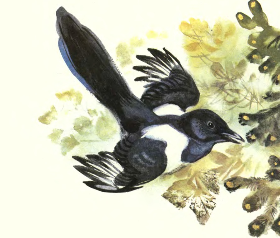 Про птиц - _21.jpg