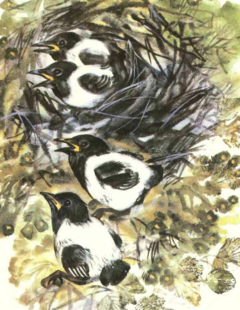 Про птиц - _23.jpg