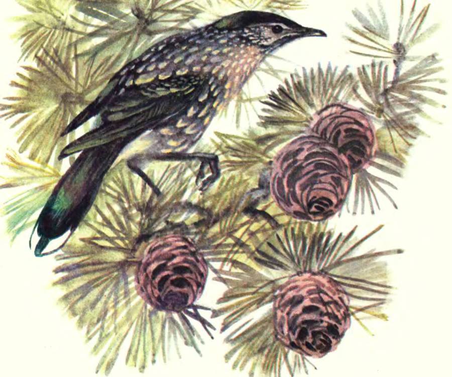 Про птиц - _28.jpg