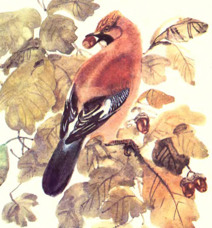 Про птиц - _30.jpg