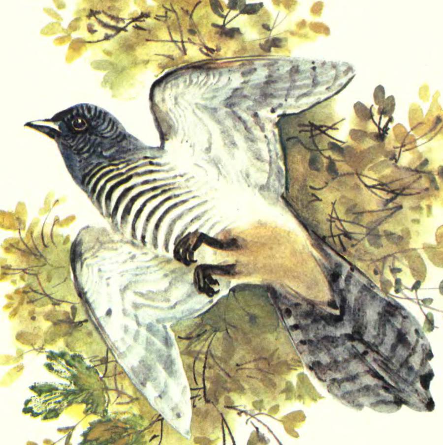 Про птиц - _7.jpg