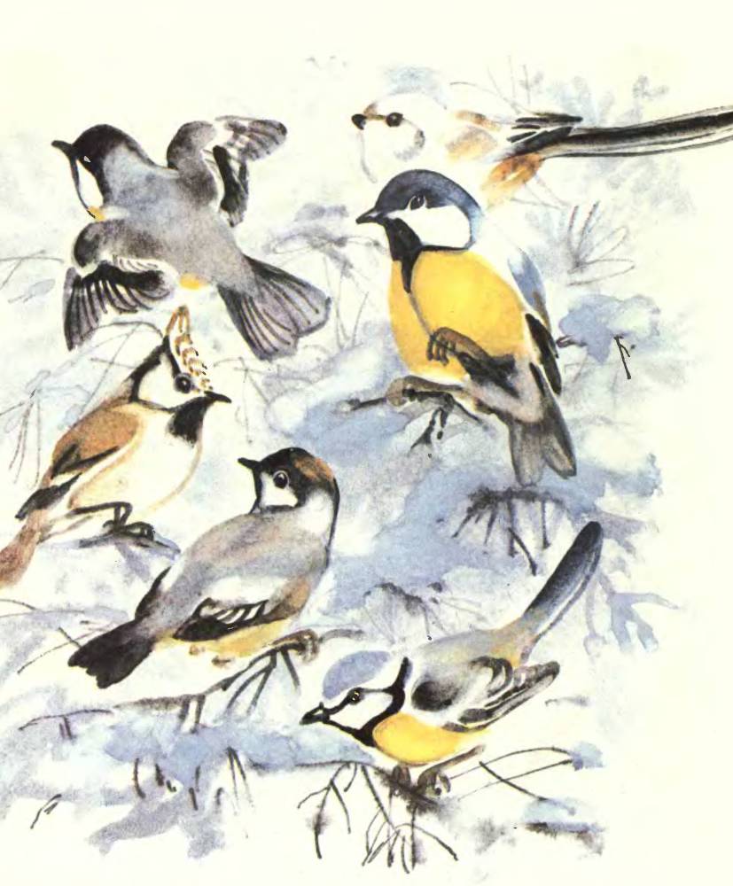 Про птиц - _11.jpg