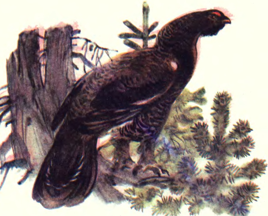 Про птиц - _13.jpg