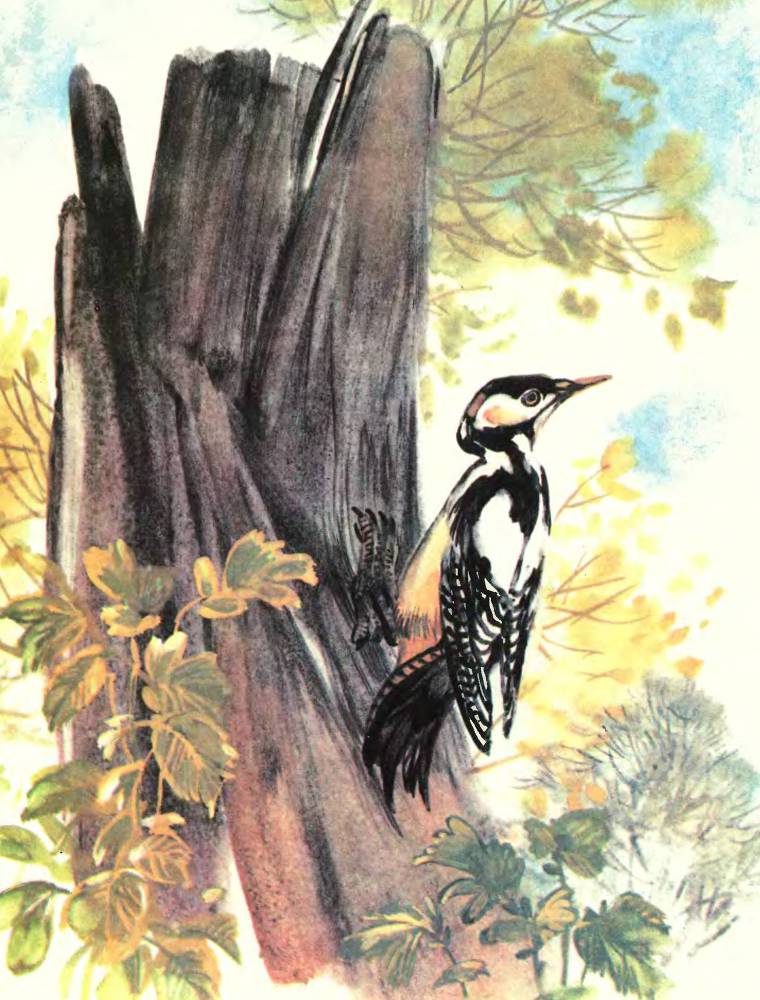 Про птиц - _2.jpg