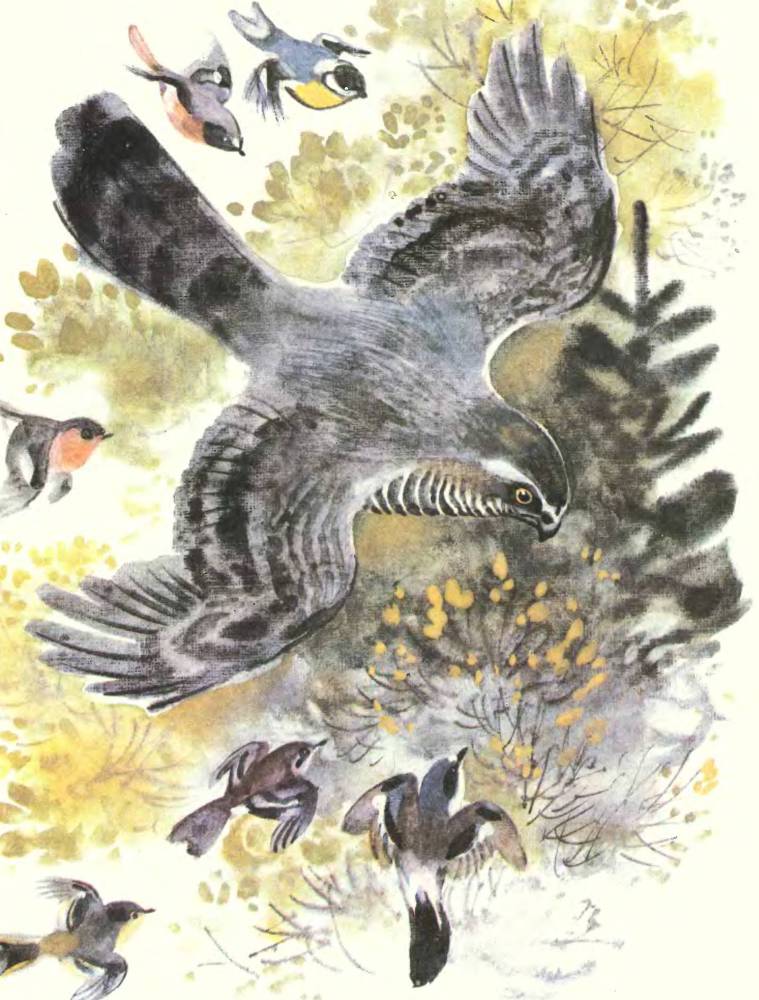 Про птиц - _26.jpg