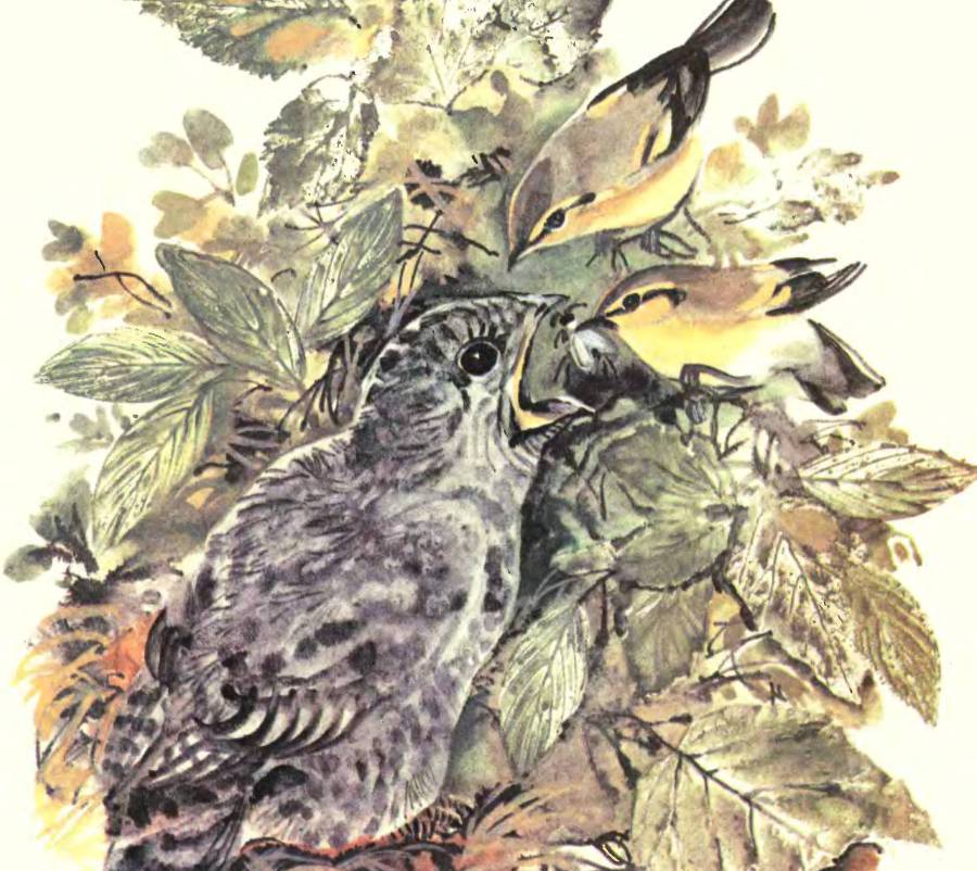 Про птиц - _8.jpg