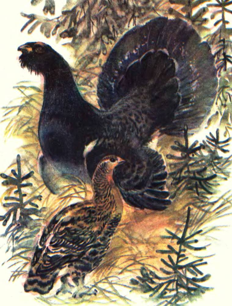 Про птиц - _15.jpg