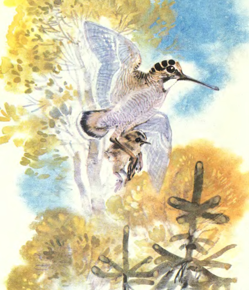 Про птиц - _16.jpg