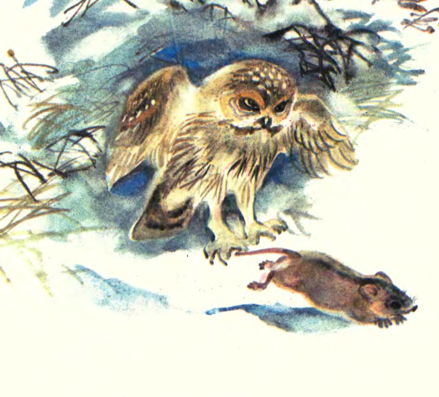 Про птиц - _25.jpg