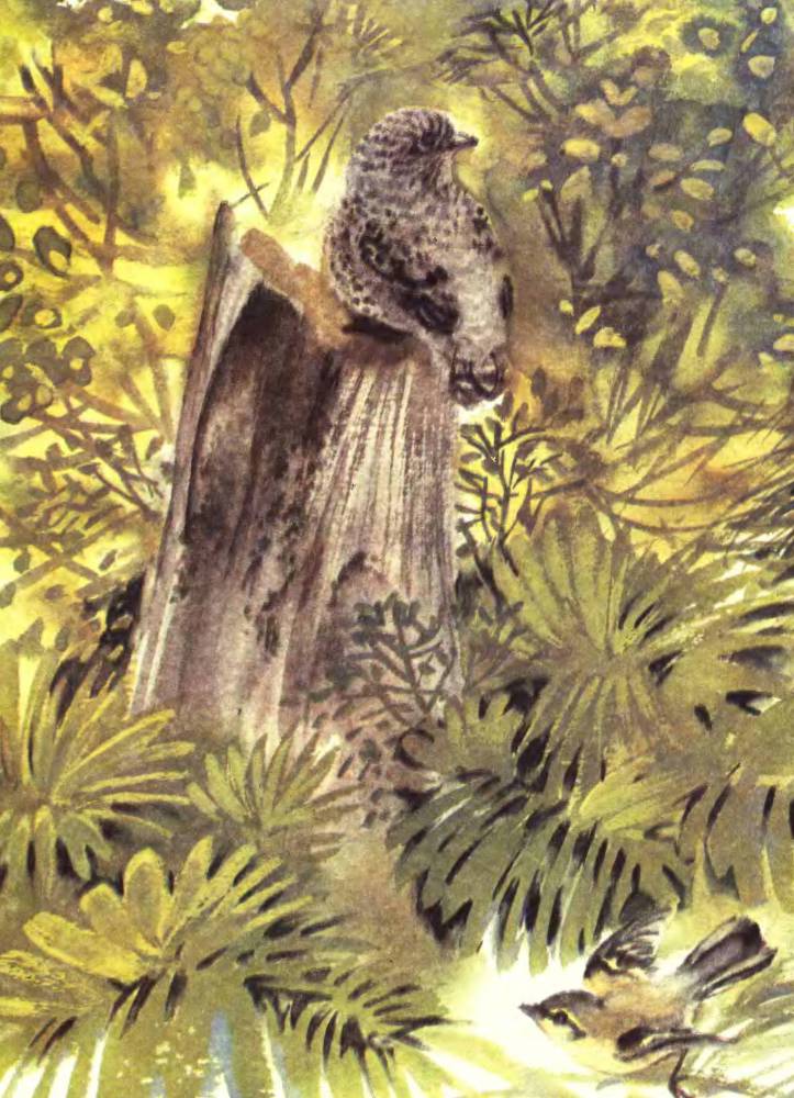 Про птиц - _9.jpg