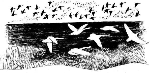 Умный дикобраз - i_003.jpg