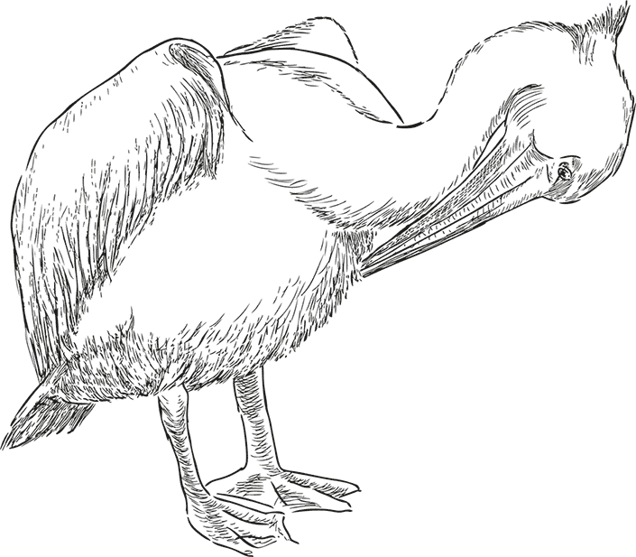 Умный дикобраз. С вопросами и ответами для почемучек - i_014.png