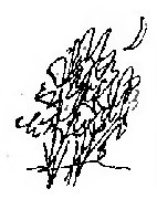 Разнотравье: повести - i_069.jpg