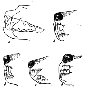 Справочная книга по собаководству - i_004.png