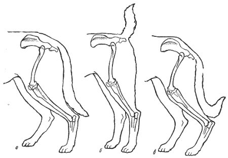 Справочная книга по собаководству - i_007.png