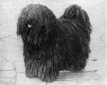 Справочная книга по собаководству - i_015.jpg