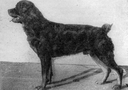 Справочная книга по собаководству - i_022.jpg