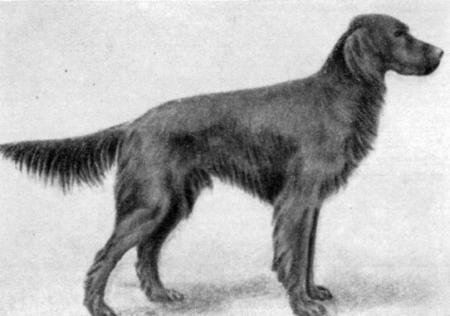 Справочная книга по собаководству - i_038.jpg