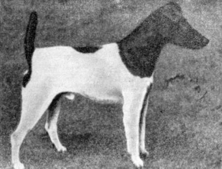 Справочная книга по собаководству - i_043.jpg