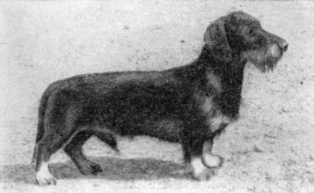 Справочная книга по собаководству - i_046.jpg