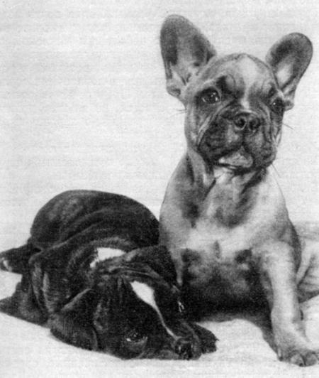 Справочная книга по собаководству - i_053.jpg