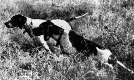 Справочная книга по собаководству - i_088.jpg