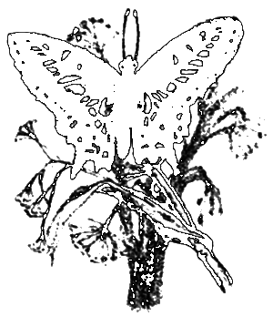 Медведь и бабочка - i_004.png