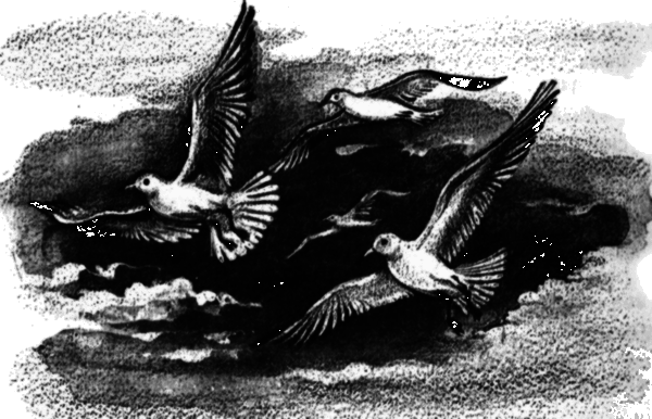 Медведь и бабочка - i_005.png