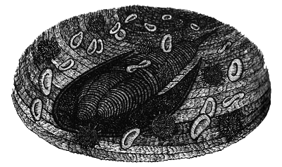 Румо и чудеса в темноте. Книга II - _11_herz.png